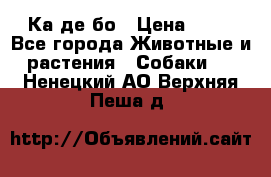 Ка де бо › Цена ­ 25 - Все города Животные и растения » Собаки   . Ненецкий АО,Верхняя Пеша д.